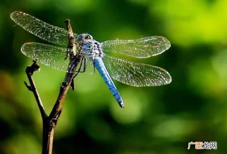 “蜻蜓点水”是蜻蜓将卵产在水中的生物学特征 蜻蜓有几条腿