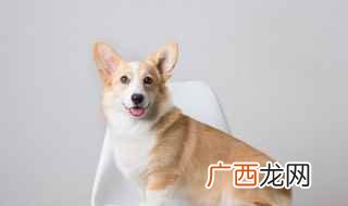 狗狗强制繁衍怎么办 狗怎么繁殖，mc狗怎么繁殖