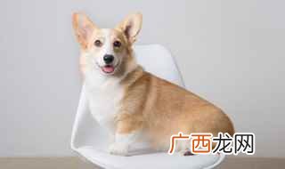 狗狗的皮肤或多或少会存一些寄生虫或是皮肤病 比熊掉毛严重怎么办
