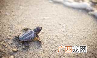 红耳龟怎么分公母图解 红耳龟怎么分公母