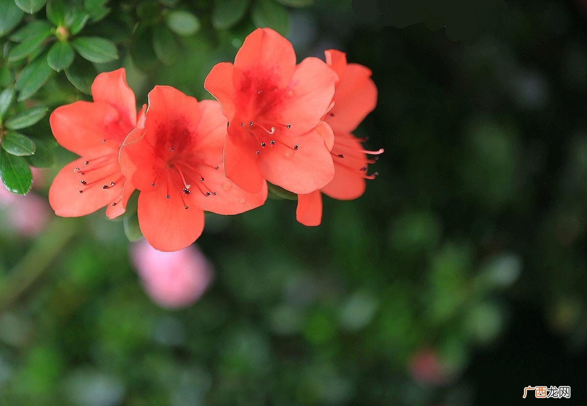 杜鹃花是什么颜色的花 杜鹃花是什么颜色