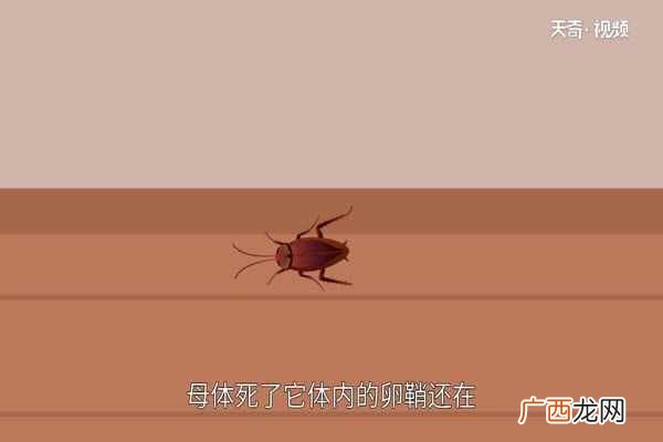 蟑螂用脚踩除了会把卵鞘提前挤压出来 蟑螂为什么不能踩