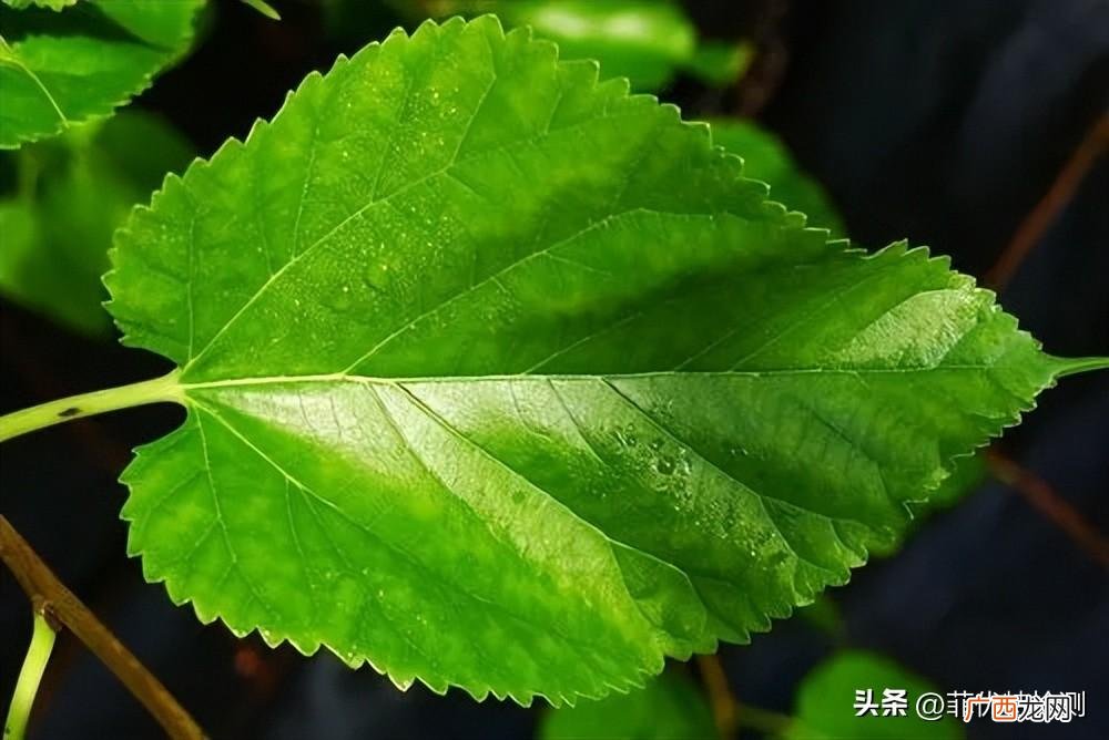 它的作用及检测方法 叶绿素的作用与功效
