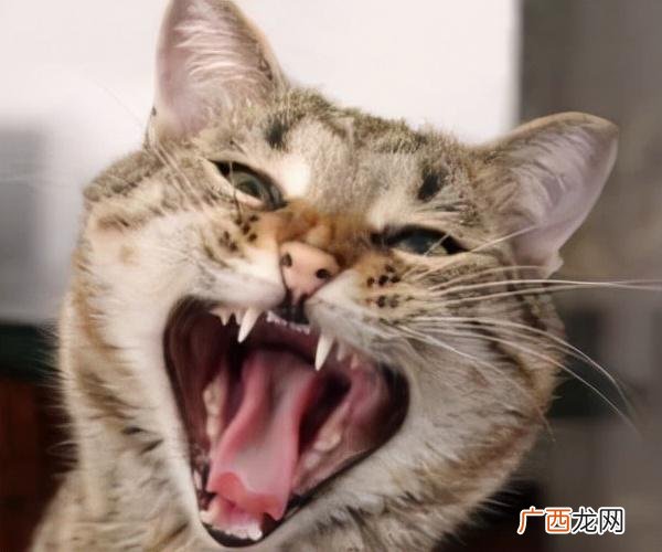 猫咪痛苦的7种表现 猫咪不舒服的表现图解