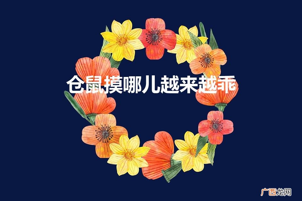 摸仓鼠哪里它会开心 仓鼠摸哪儿越来越乖