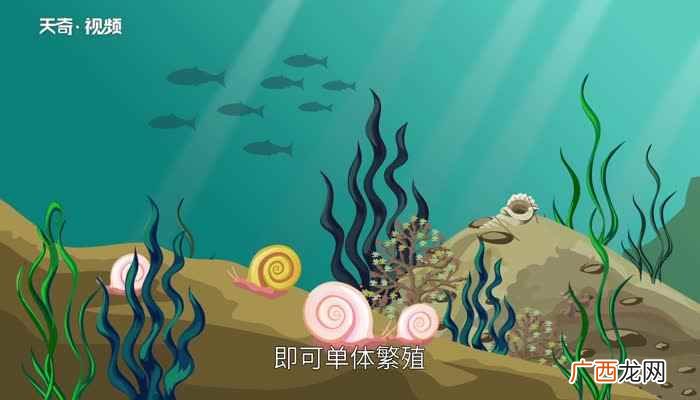 苹果螺的食物主要是鱼缸中附着的藻类 苹果螺吃什么东西