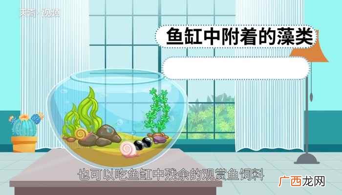 苹果螺的食物主要是鱼缸中附着的藻类 苹果螺吃什么东西