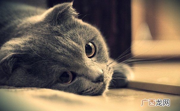 家里养猫对财运好不好,八字相合,养猫改命不是空穴来风!