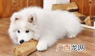 萨摩耶犬在闹脾气耍性子的时候应该位于适当的惩罚 初次养萨摩耶的注意事项