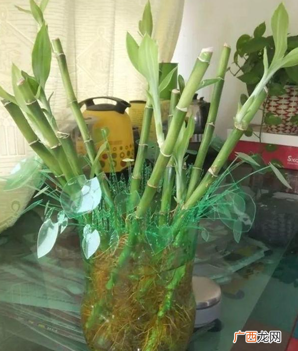 雪碧瓶子制作水培花盆步骤 雪碧瓶子手工制作花盆教程