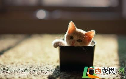 猫咪绝育什么季节最合适 猫咪绝育哪个季节比较好