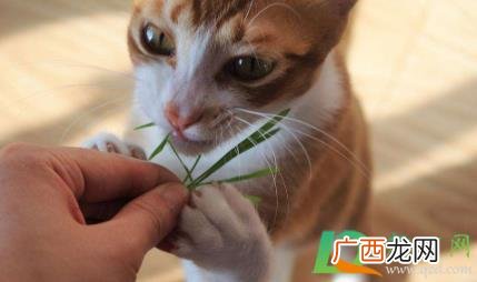 猫吃猫草吐毛球好不好 猫吃猫草毛球是吐出来的吗