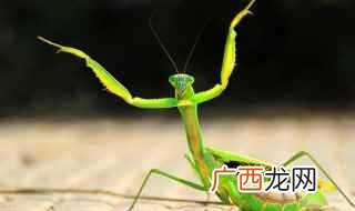 螳螂品种大全 螳螂品种