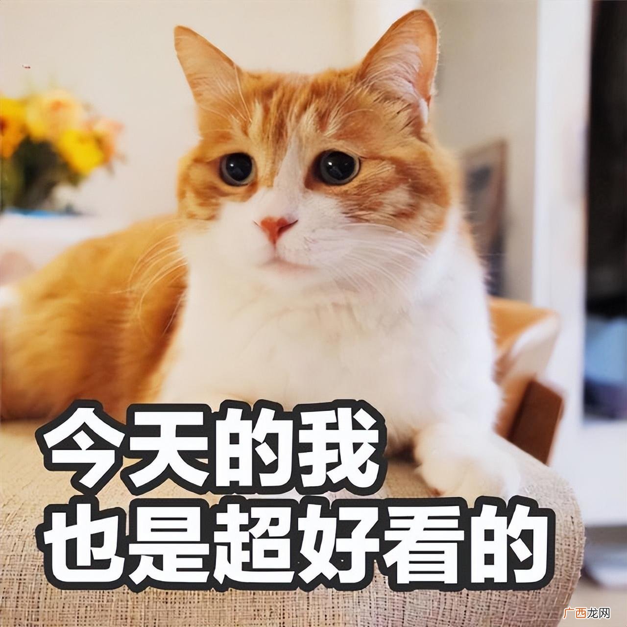 猫界颜值排行榜 世界上十大最漂亮的猫