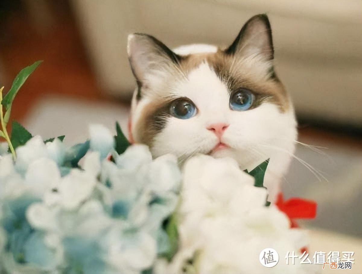 九款猫粮横向比较 幼猫猫粮哪个牌子比较好