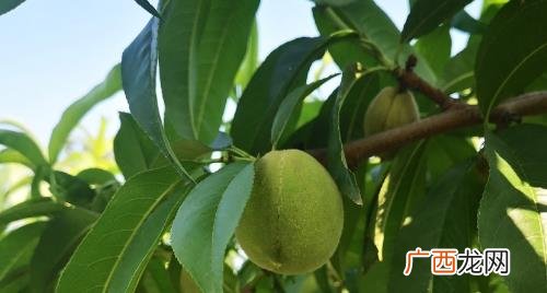 苹果树嫁接桃树可以吗 桃树上嫁接苹果树能行吗
