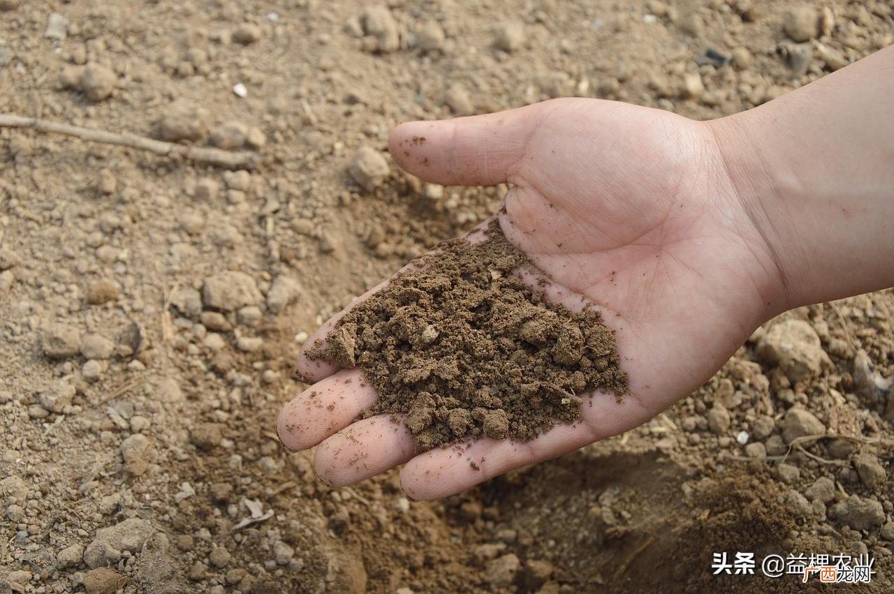 如何控制控制养分释放速度的 缓释肥和控释肥哪个好一点