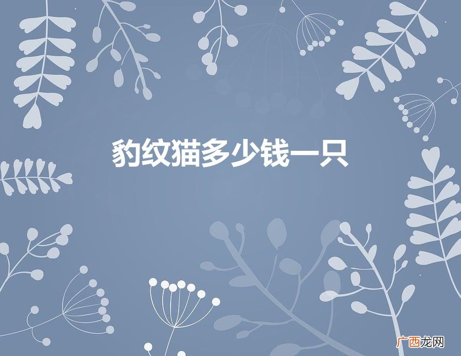 豹猫多少钱一只 豹纹猫多少钱一只