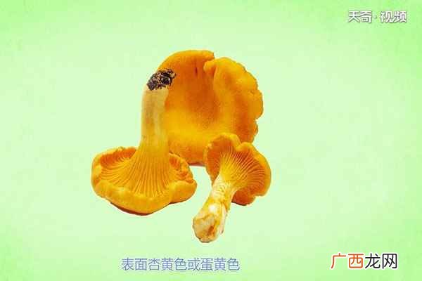 鸡油菌适合与哪些食物进行搭配 鸡油菌的功效与作用