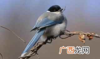 梦见喜鹊叫 梦见喜鹊