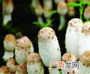鸡腿菇怎么做好吃又简单 鸡腿菇怎么做好吃