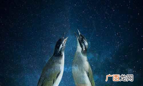 七夕香桥会、接露水、拜七姐、斗巧、祈求姻缘、游七姐水、种生求 ?七夕节的节日风俗