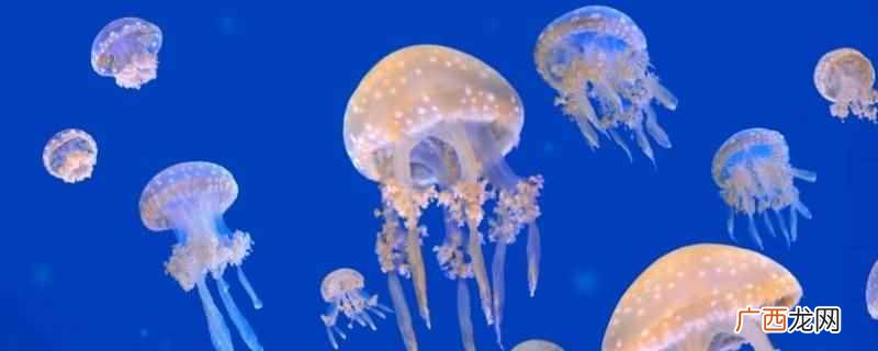 上升流会使浮游生物增多 上升流会使浮游生物增多吗