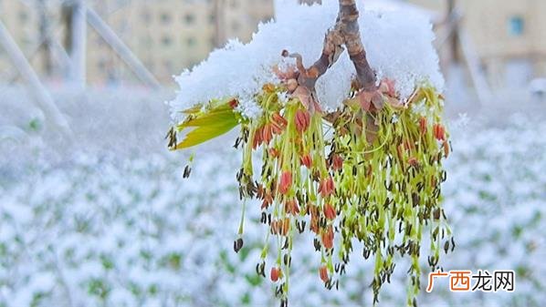 2019谷雨会有倒春寒吗 ?2023年的谷雨节气还会出现倒春寒吗