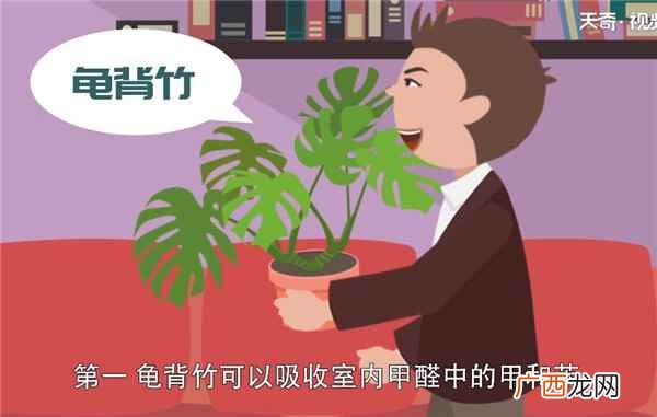 除甲醛的植物有哪些 除甲醛植物