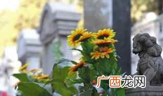 向日葵的种子 向日葵种子怎么种植