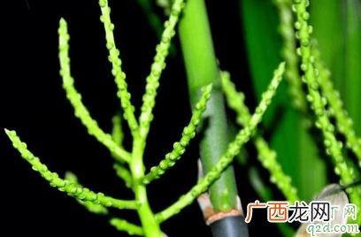 夏威夷竹开花后要不要剪 夏威夷竹开花是不是不吉利