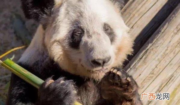 8日起居全部移交给中方人员看护 ?熊猫丫丫现在的情况怎么样了