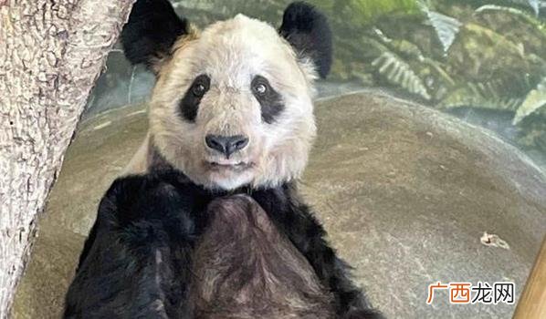 8日起居全部移交给中方人员看护 ?熊猫丫丫现在的情况怎么样了