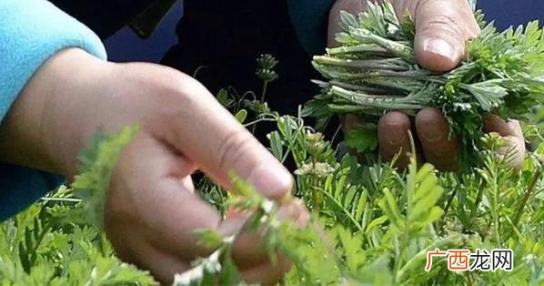 吃野菜中毒后怎样处理 误食有毒的野菜怎么办