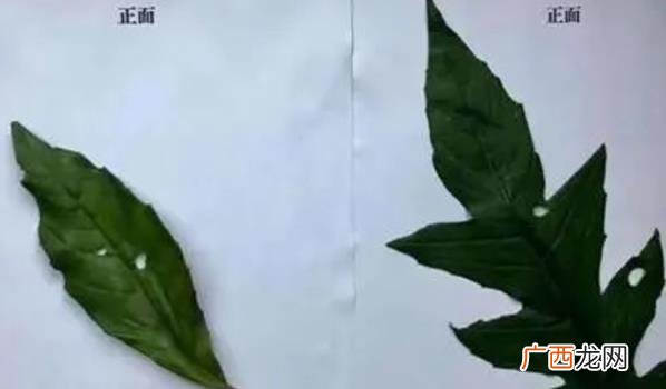 吃野菜一家三口中毒 一家吃野菜中毒身亡