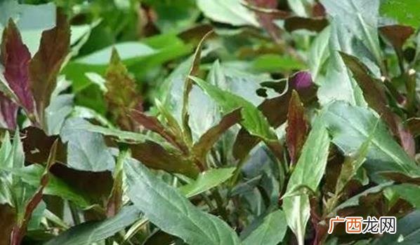 吃野菜一家三口中毒 一家吃野菜中毒身亡