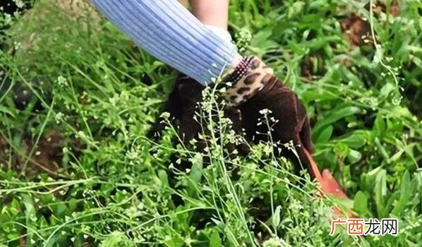 吃野菜一家三口中毒 一家吃野菜中毒身亡