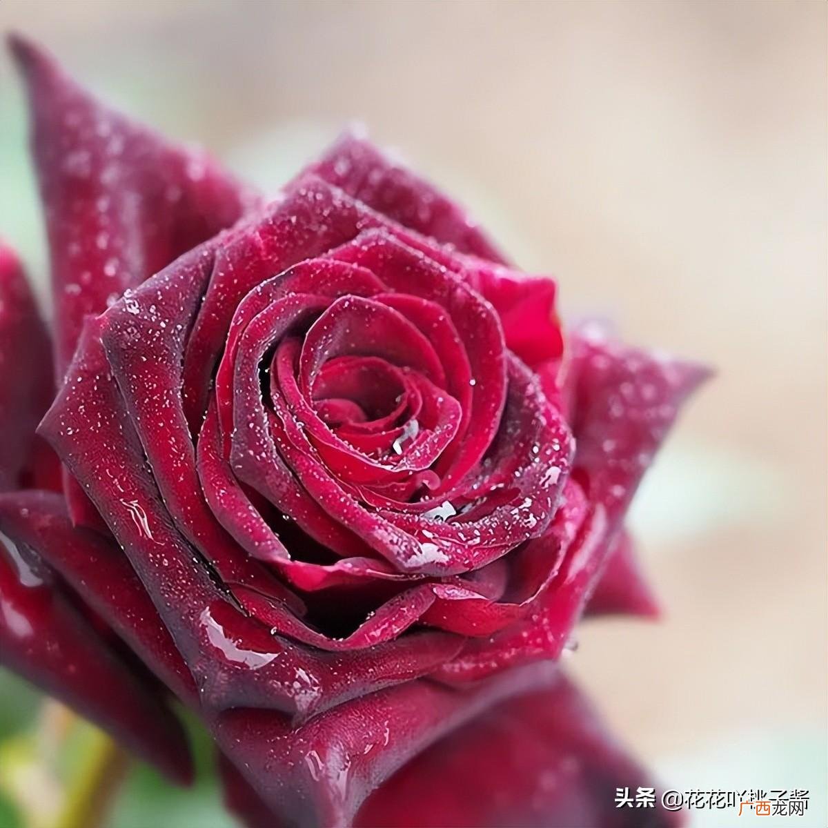 黑巴克月季花优缺点及特点简介