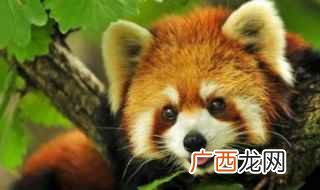 养猫的注意事项 浣熊怎么养，浣熊怎么养成的他一看