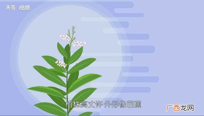 豆蔻是什么意思 豆蔻是什么