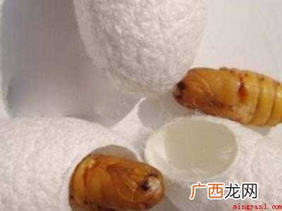 蚕卵太多怎么处理