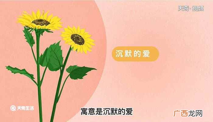 向日葵花语象征与寓意 向日葵花语