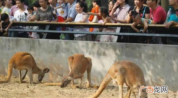 投喂食物会影响到动物的正常饮食习惯 ?动物园不让带食物怎么办