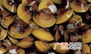 中国四大养殖贝类有哪些 蚬子怎么读