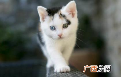 猫耳朵热是发烧吗 猫耳朵平时是热的吗