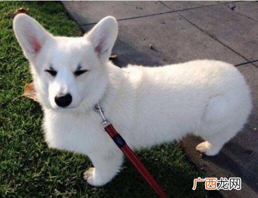 柯基除了狗粮还能吃什么主食 柯基犬吃什么食物好