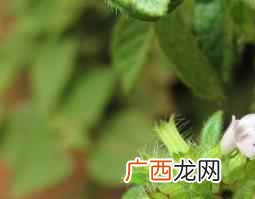 断血流片的功效与作用 断血流功效与作用