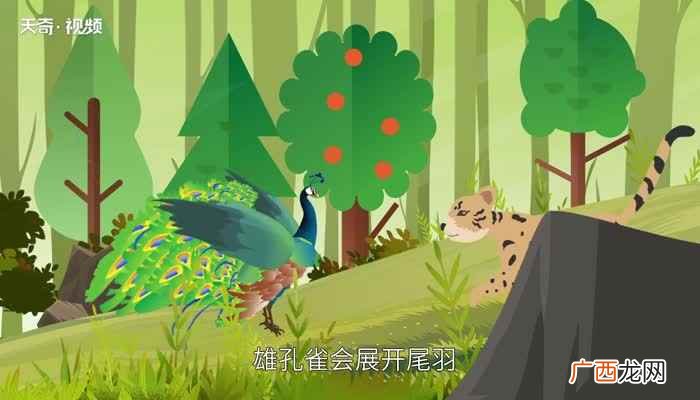 孔雀的尾巴像什么一年级 孔雀的尾巴像什么
