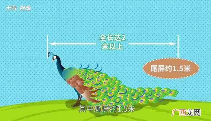 孔雀的尾巴像什么一年级 孔雀的尾巴像什么