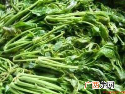 春芽怎么保存时间长